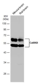 Anti-CaMKII antibody [GT4811] used in Western Blot (WB). GTX632127