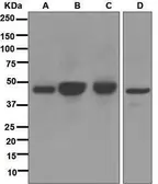 Anti-AGTR1 antibody [EPR3873] used in Western Blot (WB). GTX63229
