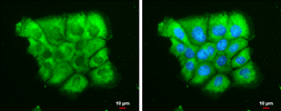 Anti-Dicer antibody [GT1176] used in Immunocytochemistry/ Immunofluorescence (ICC/IF). GTX633917