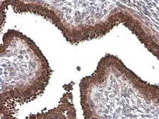 Anti-Anterior Gradient 2 antibody [GT5812] used in IHC (Paraffin sections) (IHC-P). GTX634163
