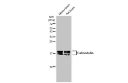 Anti-Calmodulin antibody [GT117] used in Western Blot (WB). GTX634835