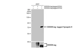 Anti-Synapsin II antibody [GT763] used in Western Blot (WB). GTX635896