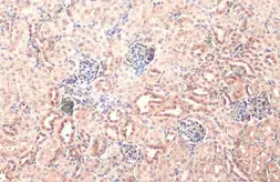 Anti-NPEPPS antibody [HL1531] used in IHC (Paraffin sections) (IHC-P). GTX637005