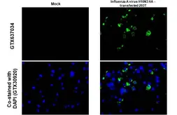 Anti-Avian Influenza A virus H10N3 HA (Hemagglutinin) antibody [HL1559] used in IHC-P (cell pellet) (IHC-P (cell pellet)). GTX637034