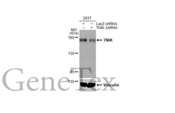 Anti-TNIK antibody [HL1751] used in Western Blot (WB). GTX637401