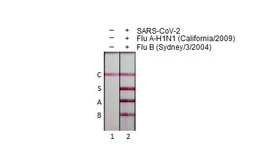 Anti-Influenza A virus Nucleoprotein antibody [HL1952] used in Lateral Flow (Lateral Flow). GTX637789