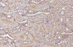 Anti-GNAI1 + GNAI2 + GNAI3 antibody [HL2092] used in IHC (Paraffin sections) (IHC-P). GTX638000