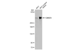 Anti-CASC5 antibody [HL2158] used in Western Blot (WB). GTX638136