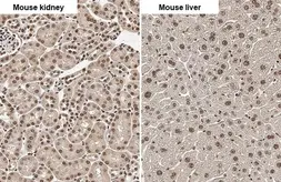 Anti-Angiogenin antibody [HL2214] used in IHC (Paraffin sections) (IHC-P). GTX638218