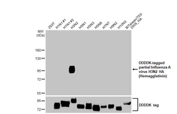 Anti-Influenza A virus H3N2 HA (Hemagglutinin) antibody [HL2393] used in Western Blot (WB). GTX638602