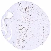 Anti-HMGB1 antibody [HMV317] HistoMAX&trade; used in IHC (Paraffin sections) (IHC-P). GTX639941