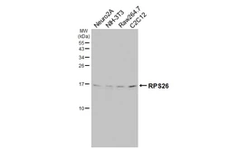 Anti-RPS26 antibody [HL3013] used in Western Blot (WB). GTX640426