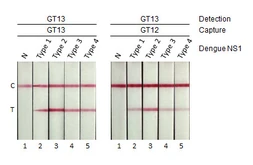 Anti-Dengue virus NS1 protein antibody [GT12] used in Lateral Flow (Lateral Flow). GTX640510