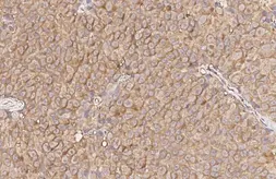 Anti-GPR43 antibody [HL3073] used in IHC (Paraffin sections) (IHC-P). GTX640519