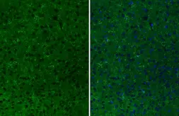 Anti-CD11b antibody [HL3097] used in IHC (Paraffin sections) (IHC-P). GTX640543