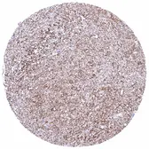 Anti-Calbindin antibody [HMV326] HistoMAX&trade; used in IHC (Paraffin sections) (IHC-P). GTX640558