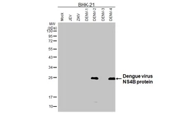 Anti-Dengue virus NS4B protein antibody [HL3134] used in Western Blot (WB). GTX640626