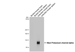 Anti-Maxi Potassium channel alpha antibody [HL3164] used in Western Blot (WB). GTX640674