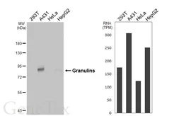 Anti-Granulins antibody [HL3182] used in Western Blot (WB). GTX640821
