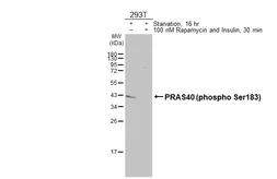 Anti-PRAS40 (phospho Ser183) antibody [HL3189] used in Western Blot (WB). GTX640828
