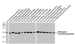 Anti-Influenza A virus Nucleoprotein antibody [GT23] used in Western Blot (WB). GTX641086