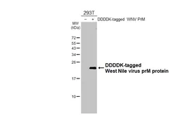 Anti-West Nile virus prM protein antibody [HL3500] used in Western Blot (WB). GTX641388