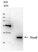 Anti-Nas6 / p28 (S. cerevisiae) antibody used in Western Blot (WB). GTX64141