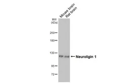 Anti-Neuroligin 1 antibody [GT63] used in Western Blot (WB). GTX641572