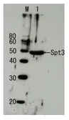 Anti-Spt3 (S. cerevisiae) antibody used in Western Blot (WB). GTX64168