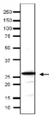 Anti-Taf14 (S. cerevisiae) antibody used in Western Blot (WB). GTX64177
