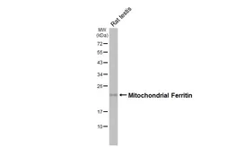 Anti-Mitochondrial Ferritin antibody [HL3687] used in Western Blot (WB). GTX641859