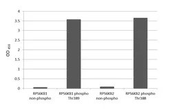 Anti-p70 S6K (phospho Thr389) antibody [HL3738] used in  (). GTX641928