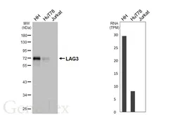Anti-LAG3 antibody [HL3932] used in Western Blot (WB). GTX642177