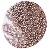 Anti-ATP5J antibody [HMV3971] HistoMAX&trade; used in IHC (Paraffin sections) (IHC-P). GTX642297