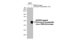 Anti-Tick-borne encephalitis virus (TBEV) Envelope antibody [HL4030] used in Western Blot (WB). GTX642361