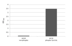 Anti-IGF1R beta (phospho Tyr1316) antibody [HL4099] used in  (). GTX642545