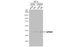 Anti-GPR81 antibody [HL4128] used in Western Blot (WB). GTX642574