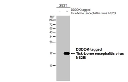 Anti-Tick-borne encephalitis virus (TBEV) NS2B antibody [HL4147] used in Western Blot (WB). GTX642952