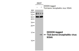 Anti-Tick-borne encephalitis virus (TBEV) NS4A antibody [HL4155] used in Western Blot (WB). GTX642960