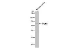 Anti-HCN1 antibody [GT165] used in Western Blot (WB). GTX642974