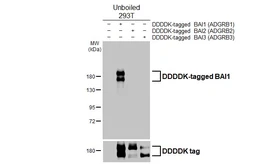 Anti-BAI1 antibody [HL4186] used in Western Blot (WB). GTX643000