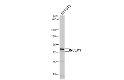 Anti-NULP1 antibody [HL4226] used in Western Blot (WB). GTX643059