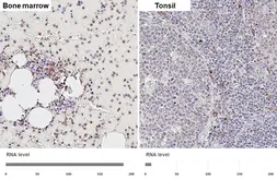 Anti-FPR1 antibody [HL4262] used in IHC (Paraffin sections) (IHC-P). GTX643498
