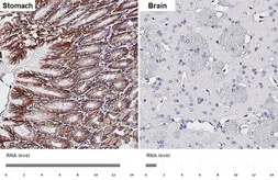 Anti-GPR30 antibody [HL4305] used in IHC (Paraffin sections) (IHC-P). GTX643552