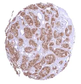 Anti-Galectin 3 antibody [HMV4336] HistoMAX&trade; used in IHC (Paraffin sections) (IHC-P). GTX643586