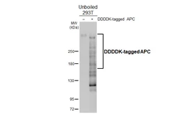 Anti-APC antibody [HL4363] used in Western Blot (WB). GTX643613