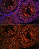 Anti-LHR antibody used in IHC (Paraffin sections) (IHC-P). GTX64387