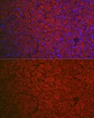 Anti-FSH Receptor antibody used in IHC (Paraffin sections) (IHC-P). GTX64391