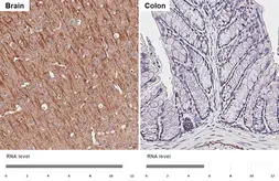 Anti-SLC38A1 antibody [HL4453] used in IHC (Paraffin sections) (IHC-P). GTX644018