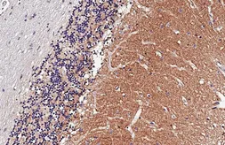 Anti-MRGPRF antibody [HL4466] used in IHC (Paraffin sections) (IHC-P). GTX644031